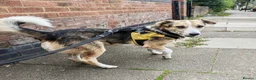 Mixed Breed dogs for adoption: Banjo (terrier mix) in London - Advert 6