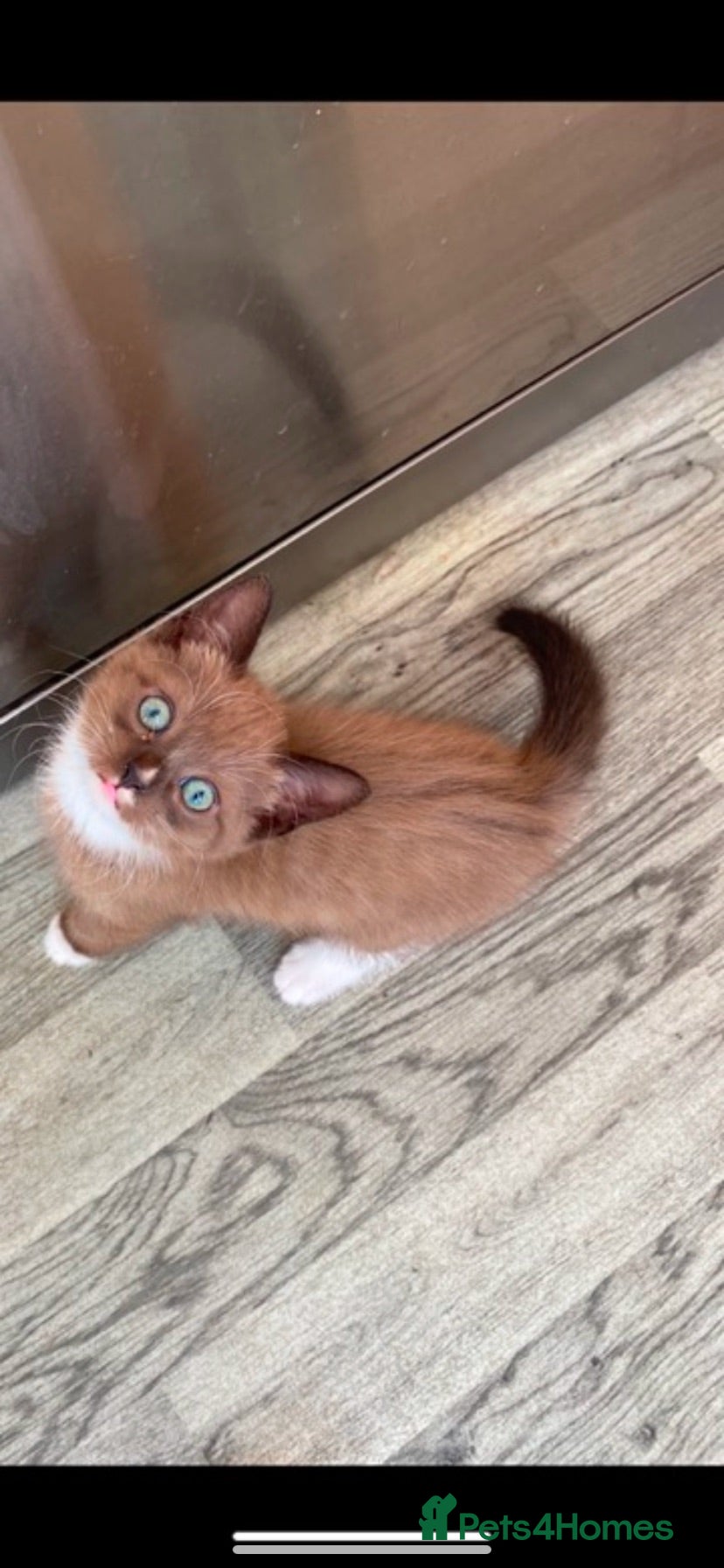 Domestic Shorthair cats Gorgeous little female kittens  - Advert 3