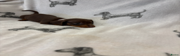 Dachshund dogs for sale: Minatare Dachshund - Advert 4