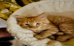 Mixed Breed cats for sale: Adorable kittens looking for loving homes - Image 8