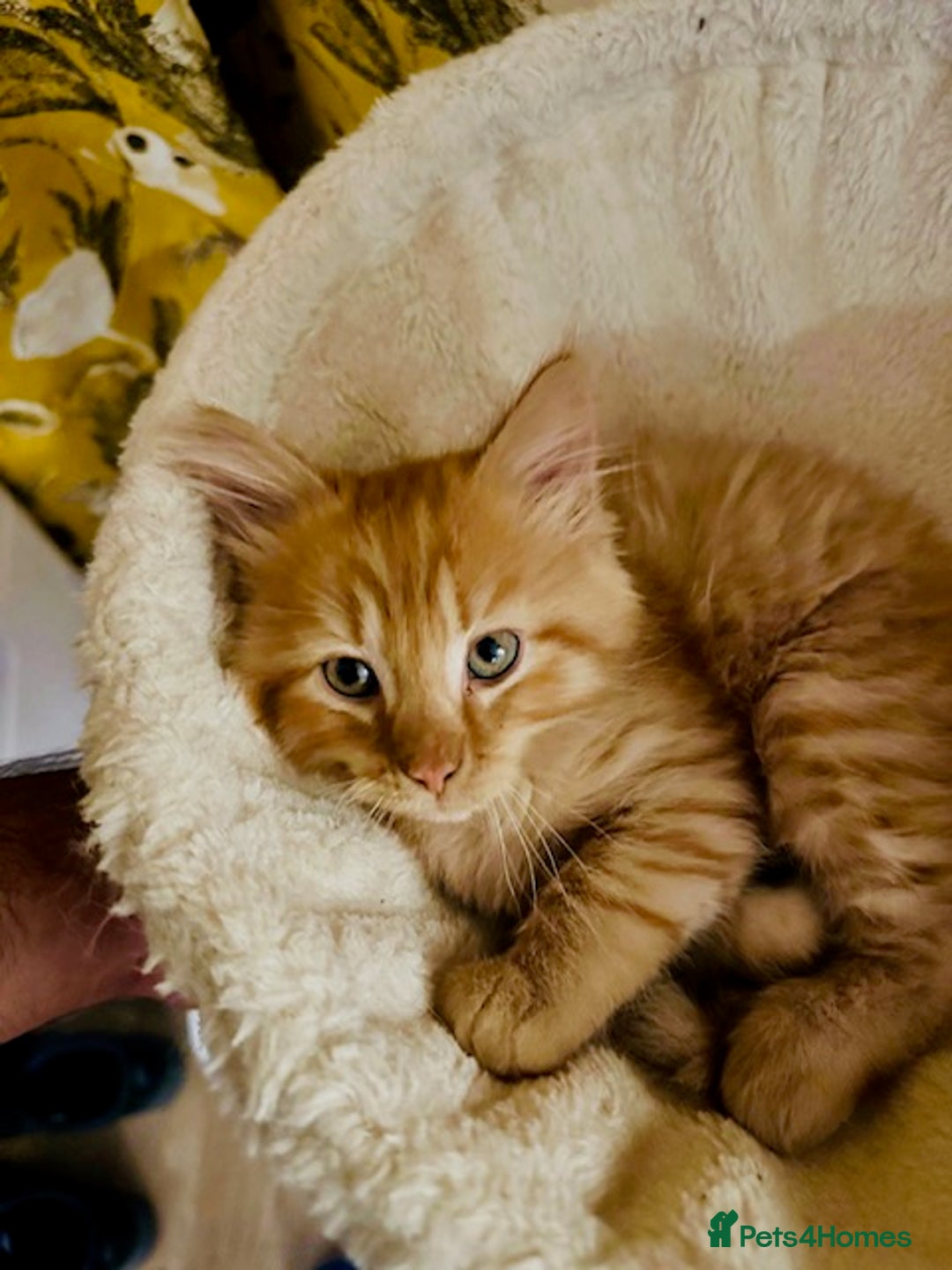 Mixed Breed cats for sale: Adorable kittens looking for loving homes - Image 8