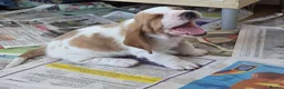Basset Hound dogs for sale: Basset hound pups kc reg.European lines - Advert 10
