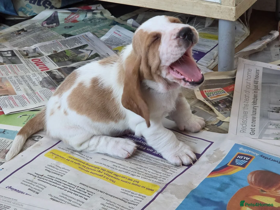 Basset Hound dogs for sale: Basset hound pups kc reg.European lines - Advert 10