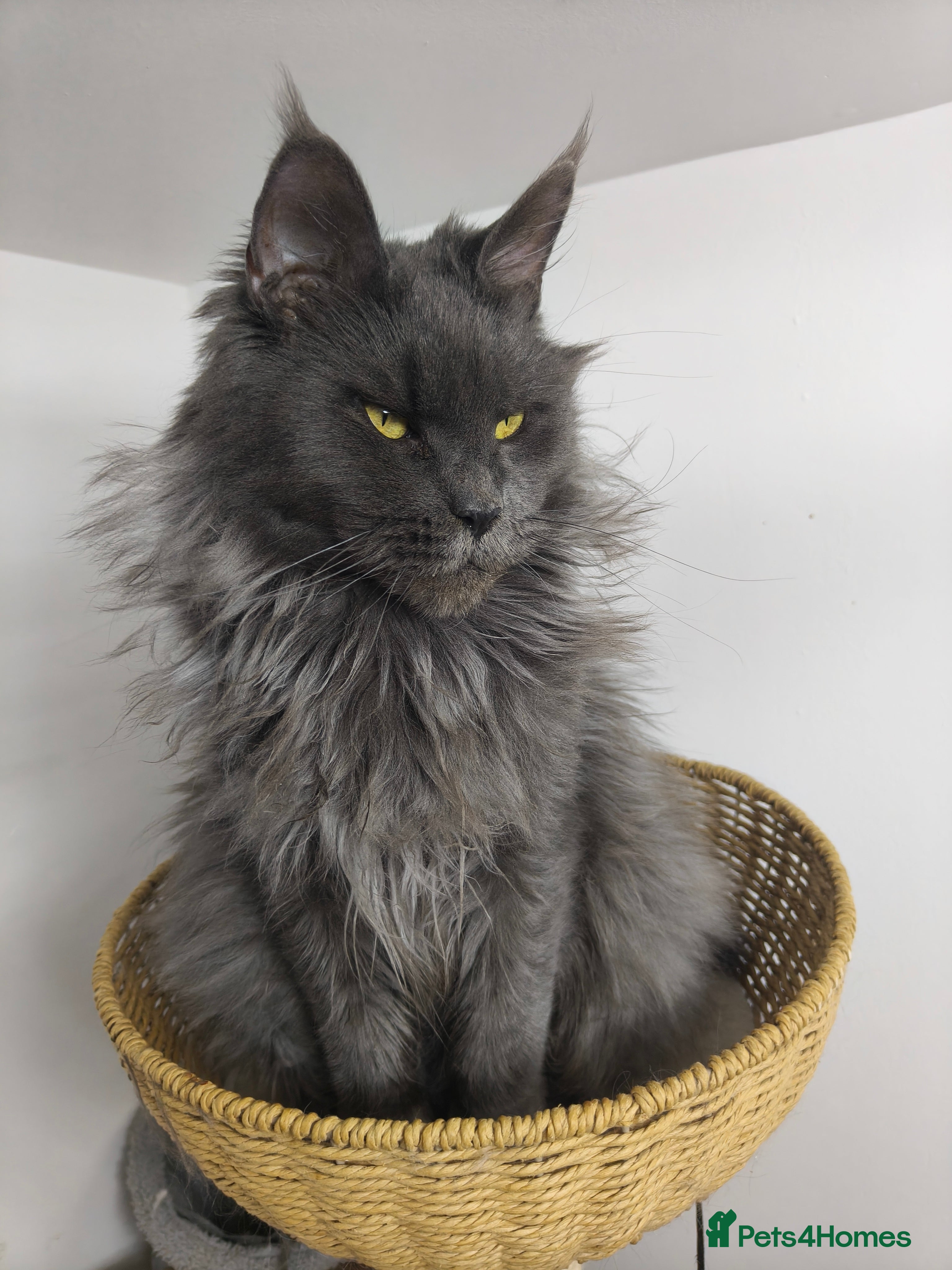 Maine Coon cats Beautiful Pedigree  Maine Coon Kittens - Advert 2