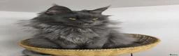 Maine Coon cats for sale: Beautiful Pedigree  Maine Coon Kittens in Livingston - Advert 2