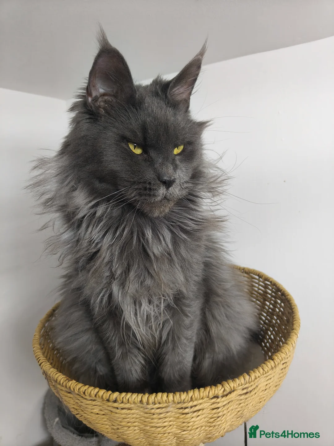 Maine Coon cats for sale: Beautiful Pedigree  Maine Coon Kittens in Livingston - Advert 2