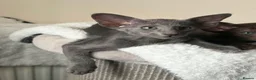 Oriental cats for sale: GCCF Registered Oriental and Siamese Kittens - Advert 16
