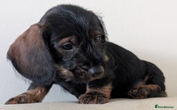Dachshund dogs for sale: Teckel Pups - Advert 3