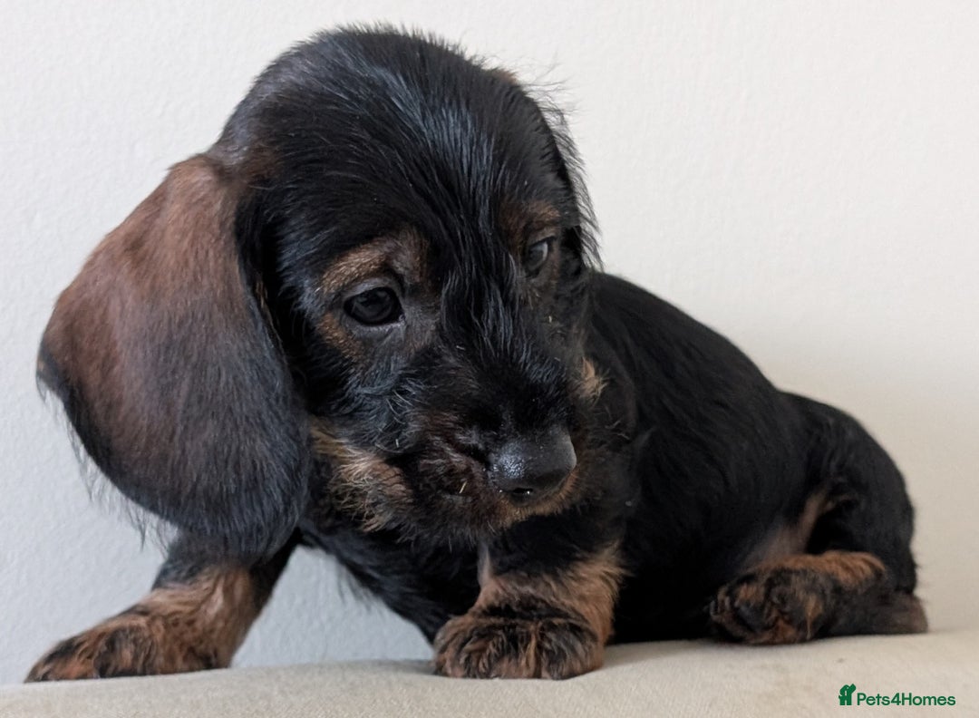 Dachshund dogs for sale: Teckel Pups - Advert 3