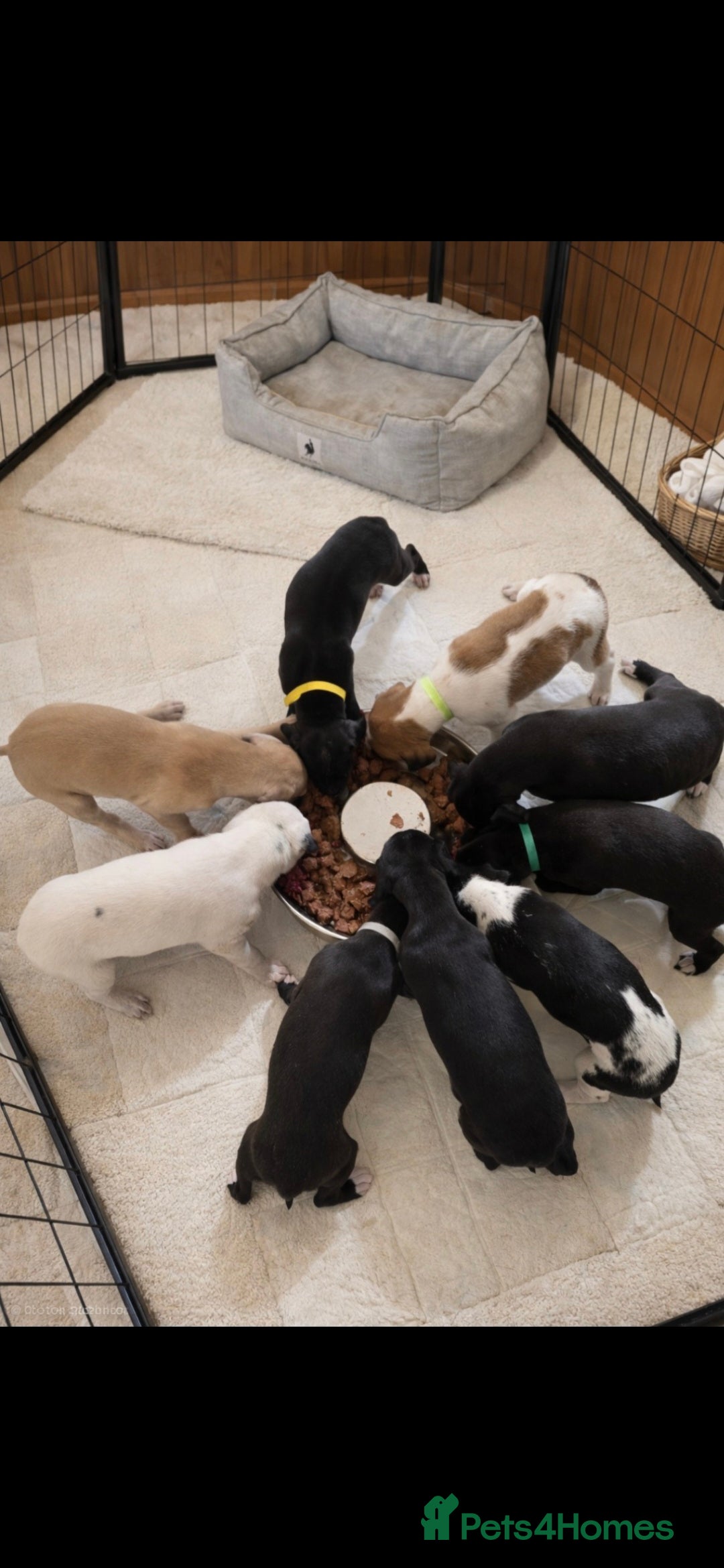 Mixed Breed dogs Whippet cross lurcher - Advert 18