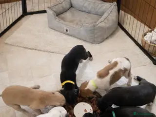 Mixed Breed dogs Whippet cross lurcher - Advert 18