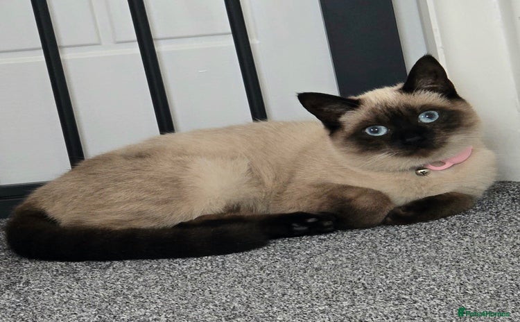 Siamese cats Siamese looking for home - Advert 15