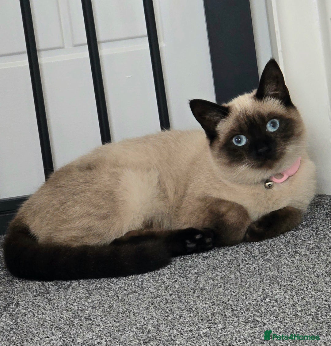 Siamese cats for sale: Siamese looking for home - Advert 1
