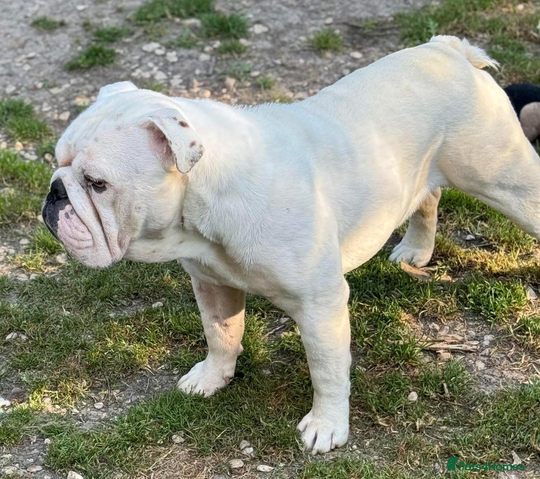 Mixed Breed dogs for sale: Beautiful chunky pups  - Advert 20