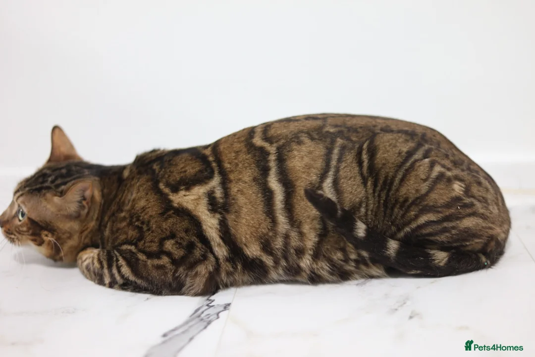 Bengal cats for stud: Sabor Russia Import Charcoal Carrier  - Advert 10