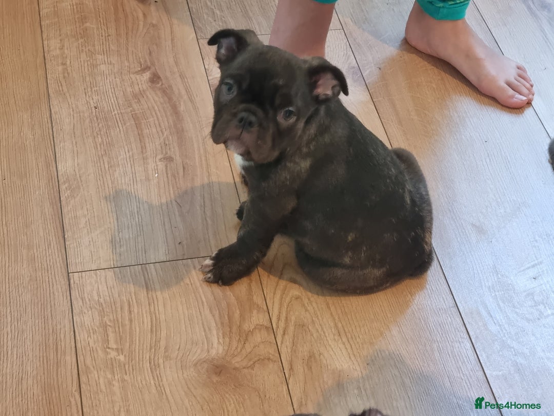 French Bulldog dogs for sale: Fench bulldogs  - Image 6