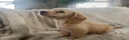 Miniature Dachshund dogs for sale: KC Longhaired Cream Miniature Dachshund Puppies - Advert 3