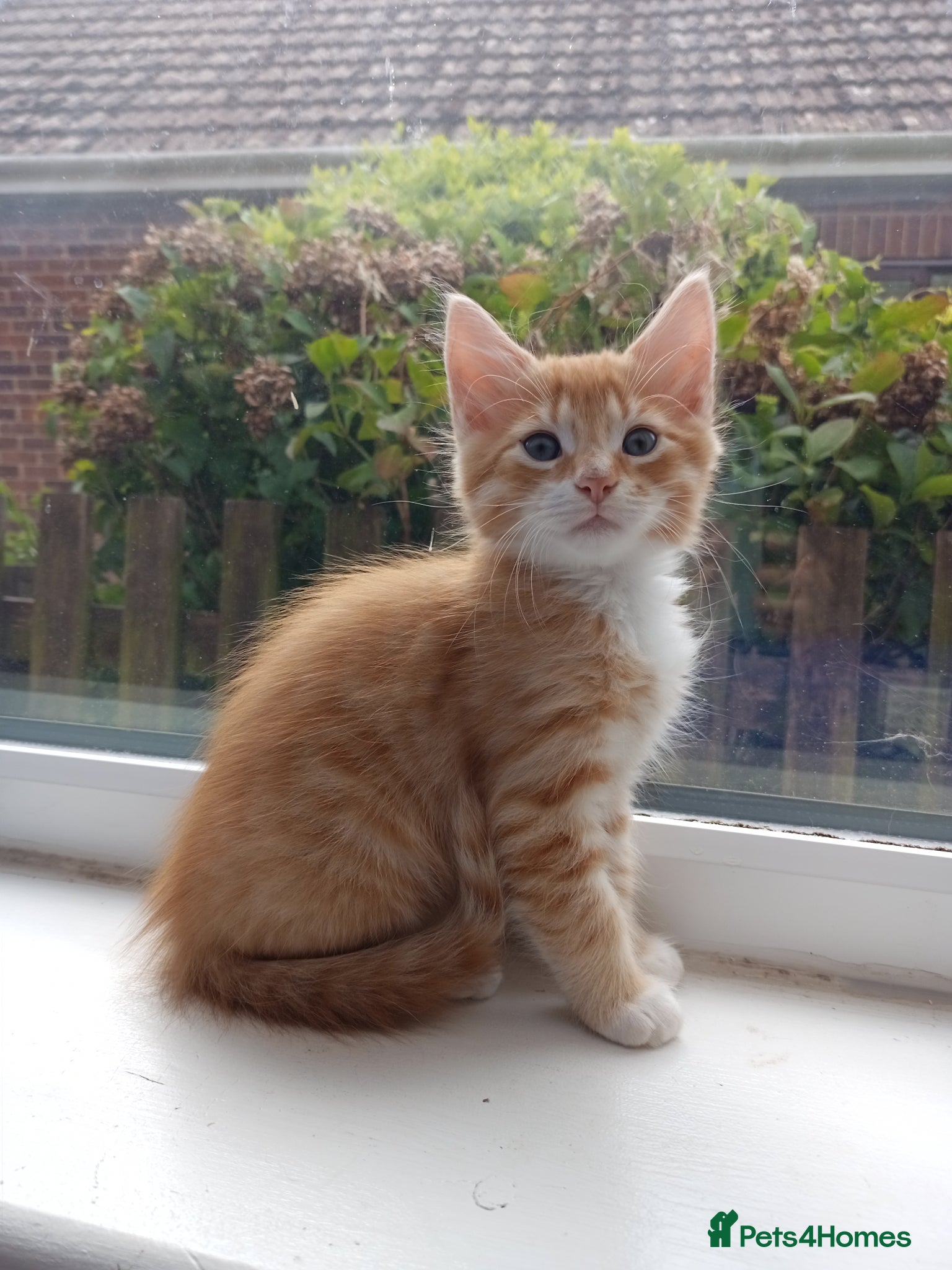 Ginger Boy