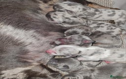 Miniature Dachshund dogs for sale: 💜Extra Dapple miniature Daschunds babys 💜 - Image 3