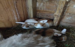 Mini Lop rabbits for sale: Baby lops  - Image 3