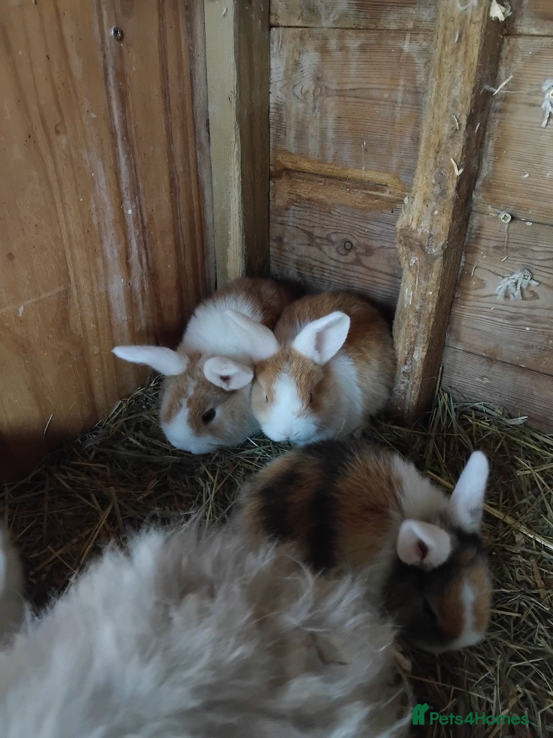 Mini Lop rabbits for sale: Baby lops  - Image 3