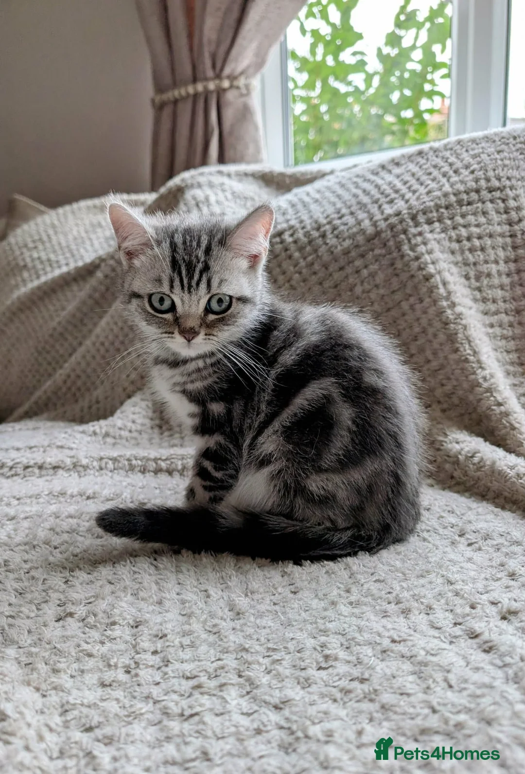 British Shorthair cats for sale: British Shorthair silver Tabby  KITTENS - Advert 1