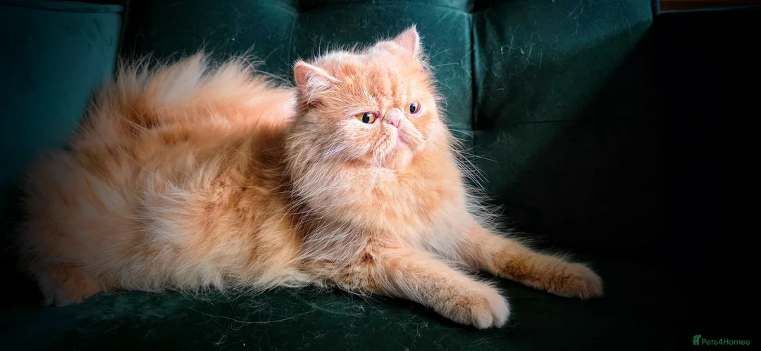 Persian cats for sale: Seeking a Quiet Forever Home: Beautiful Persian - Advert 2
