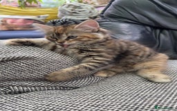 Mixed Breed cats for sale: STUNNING MULTICOLOURED KITTEN !!! - Image 6