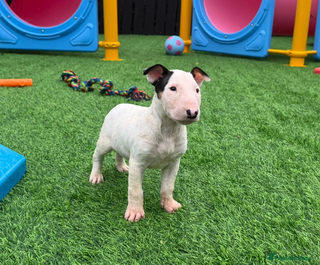 English Bull Terrier dogs for sale: Stunning English bull terrier puppies for sale  - Advert 1