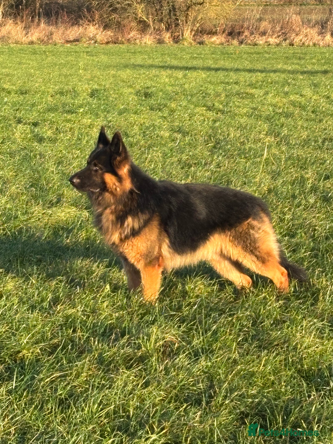 German Shepherd dogs for stud: Herman Kennel Club registered GSD-stud in Doncaster - Image 19