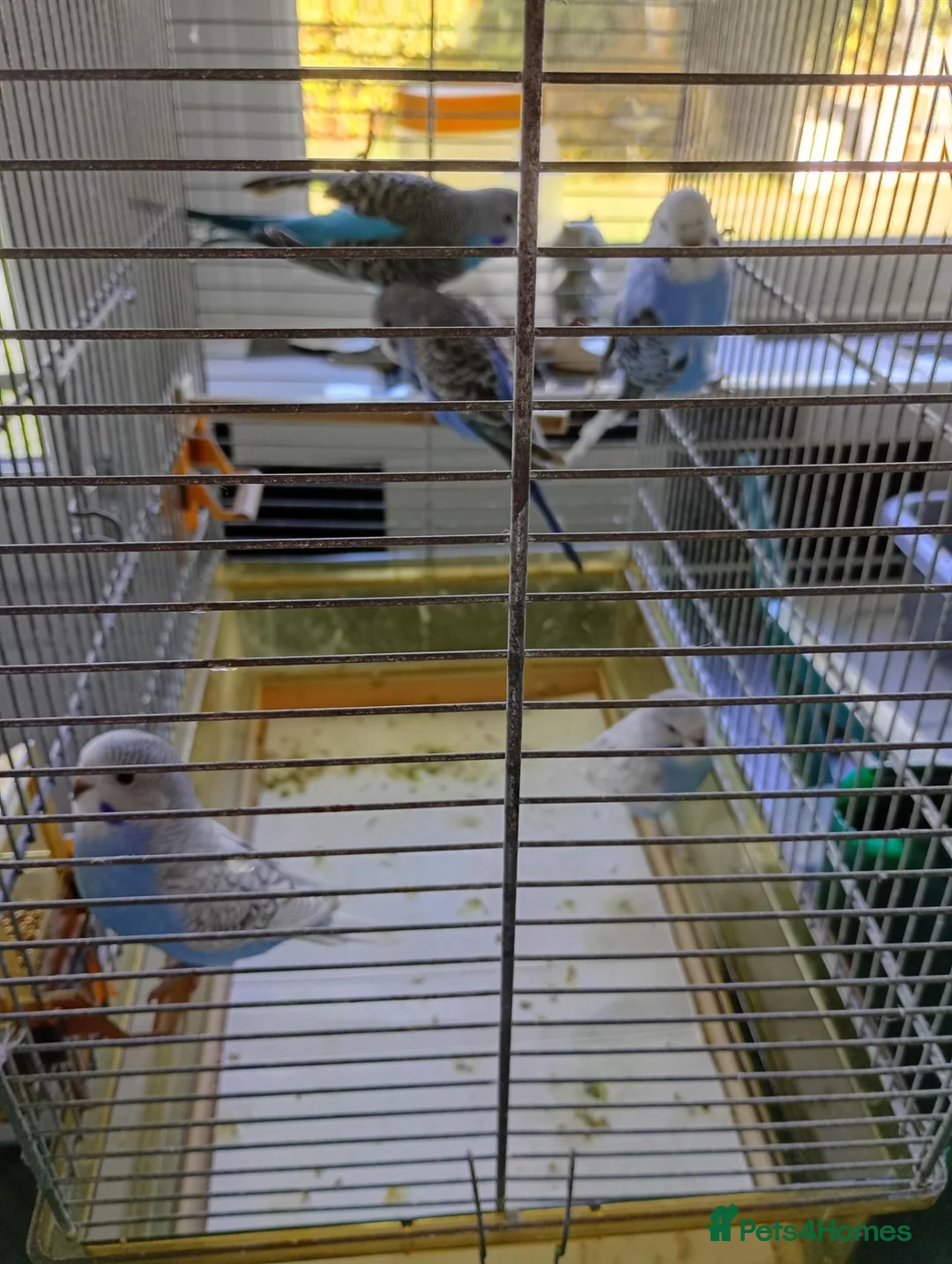 Budgerigars birds for sale: Baby budgies for sale £25 each in Hailsham - Advert 3