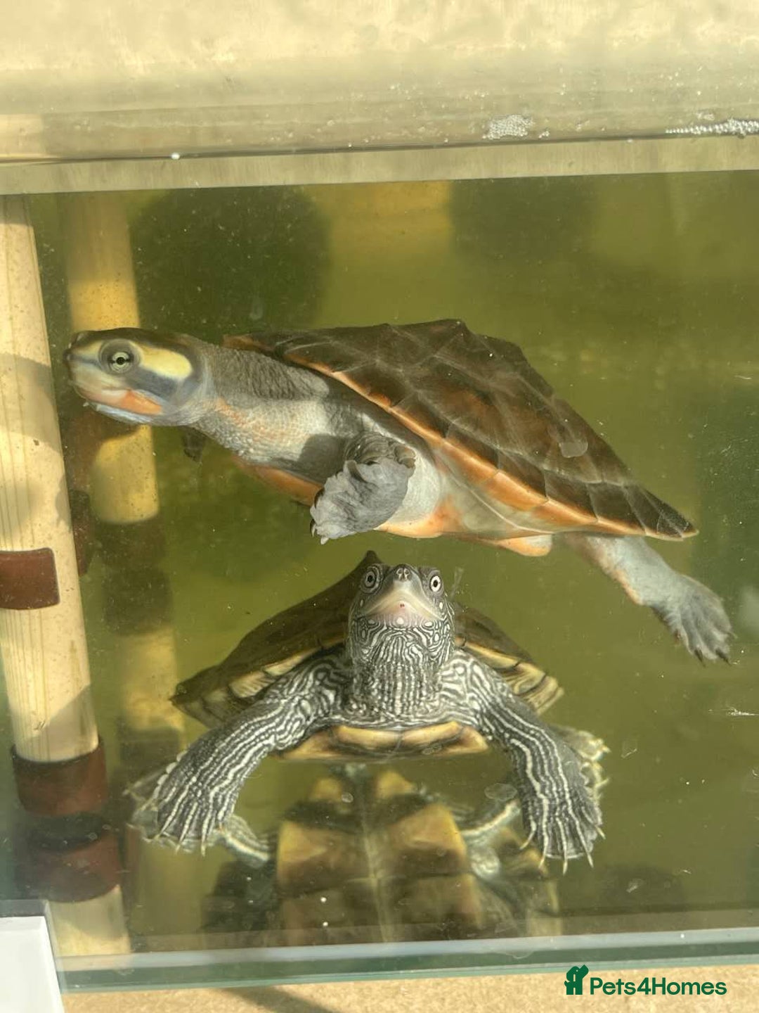 Turtle reptiles for sale: Pink Bellied and map turtle for sale - Advert 1
