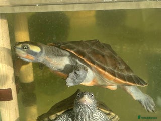 Turtle reptiles Pink Bellied and map turtle for sale - Advert 1