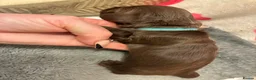 Miniature Dachshund dogs for sale: Long haired Miniature Dachshunds - Advert 17