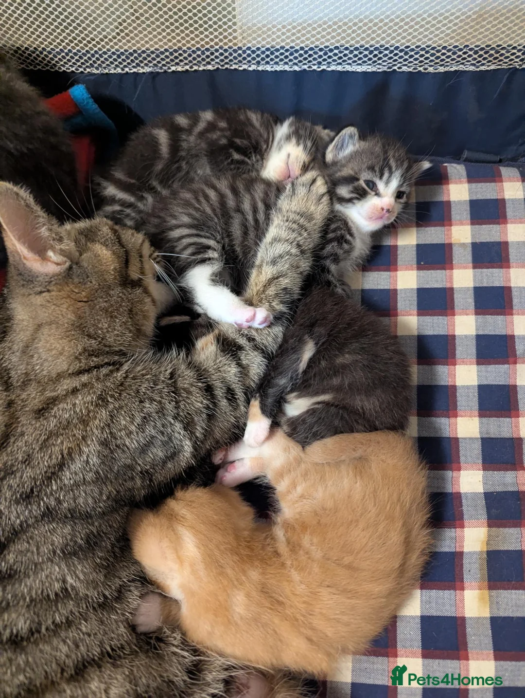 Mixed Breed cats for sale: Kittens of all colours  - Advert 2