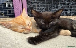 Devon Rex cats for sale: Adorable first generation permitted outcross - Image 28