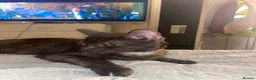 Mixed Breed cats for sale: 3 kittens ready for their new homes - Advert 5