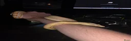 Boa Snake reptiles for sale: CB25 motley albino female boa constrictor  in Stourbridge - Advert 5