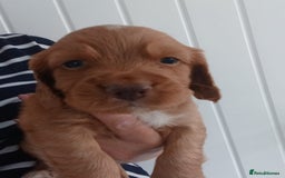Cocker Spaniel dogs for sale: Kc reg cocker spaniels ready 17th Aug - Image 12