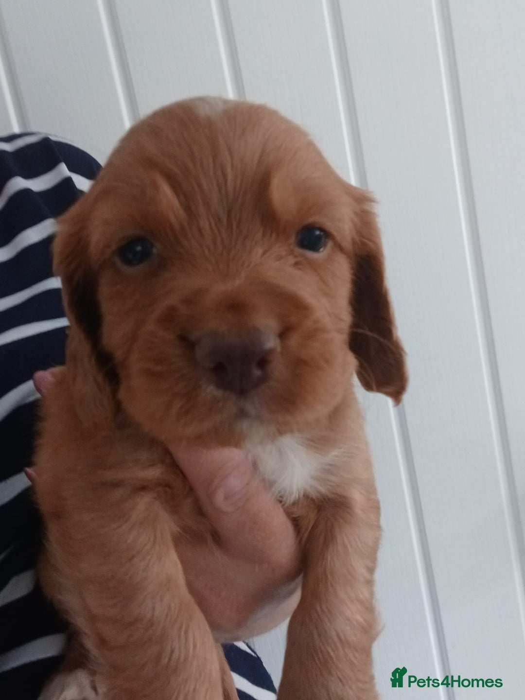 Cocker Spaniel dogs for sale: Kc reg cocker spaniels ready 17th Aug - Image 12