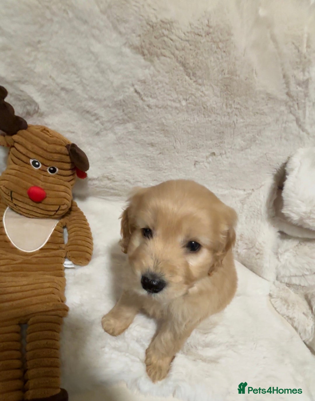 Cockapoo dogs for sale: Golden F1 cockpoo puppies  - Advert 4