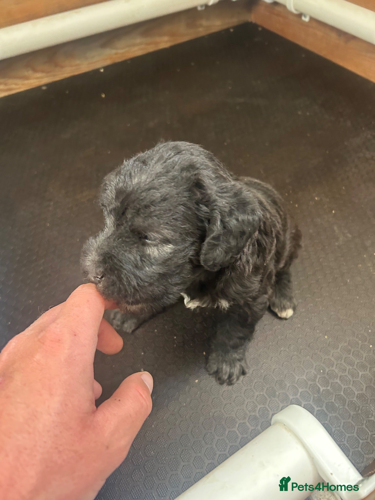 Bedlington Terrier dogs Bedlington terrier puppy CT Clear - Advert 3