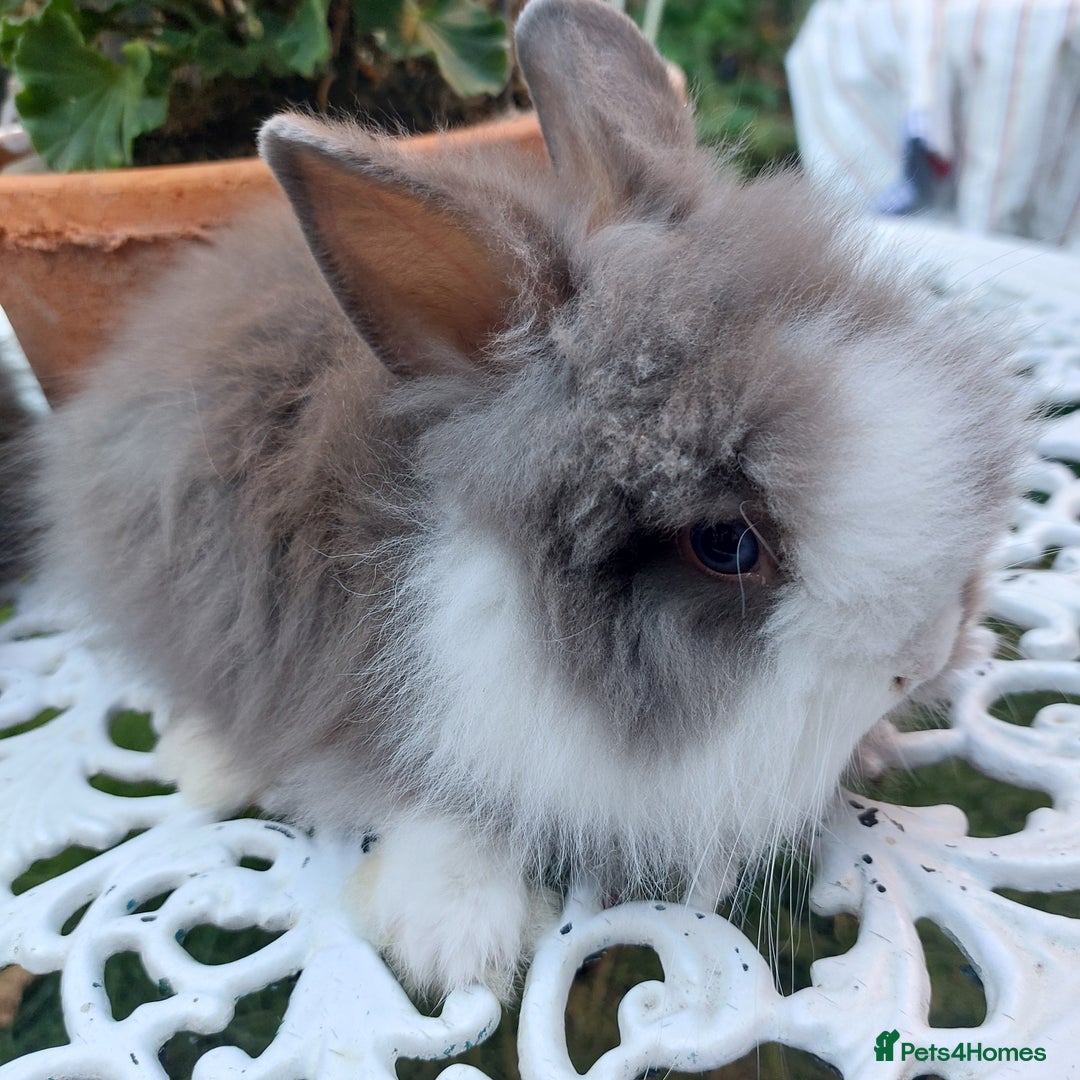 Mini Lop rabbits for sale: PUREBRED DOUBLE/ TEDDY LION HEAD BABIES  - Image 3