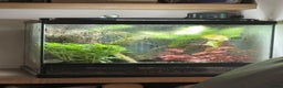 Frog reptiles for sale: Bumblebee dart frogs inc set up, 2yrs old pair  - Advert 4