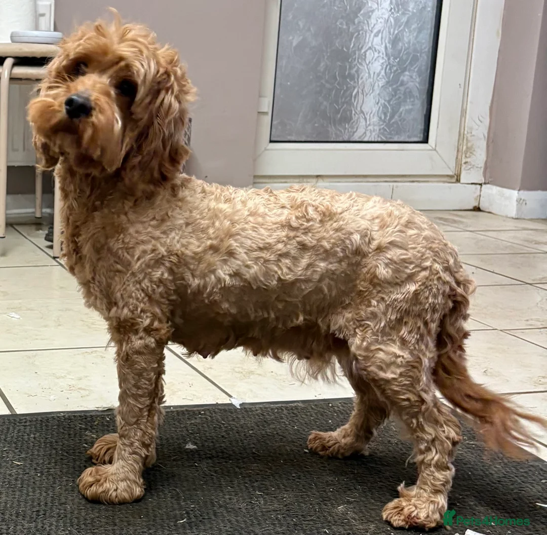 Cockapoo dogs for sale: Outstanding Miniature F1B Cockapoo Male Puppies - Advert 9