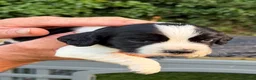 Sprocker dogs for sale: F1 Sprockers - Advert 15