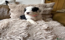 Mixed Breed dogs for sale: Golden Sheepadoodle Pups 3 Male 5 Female - Image 5