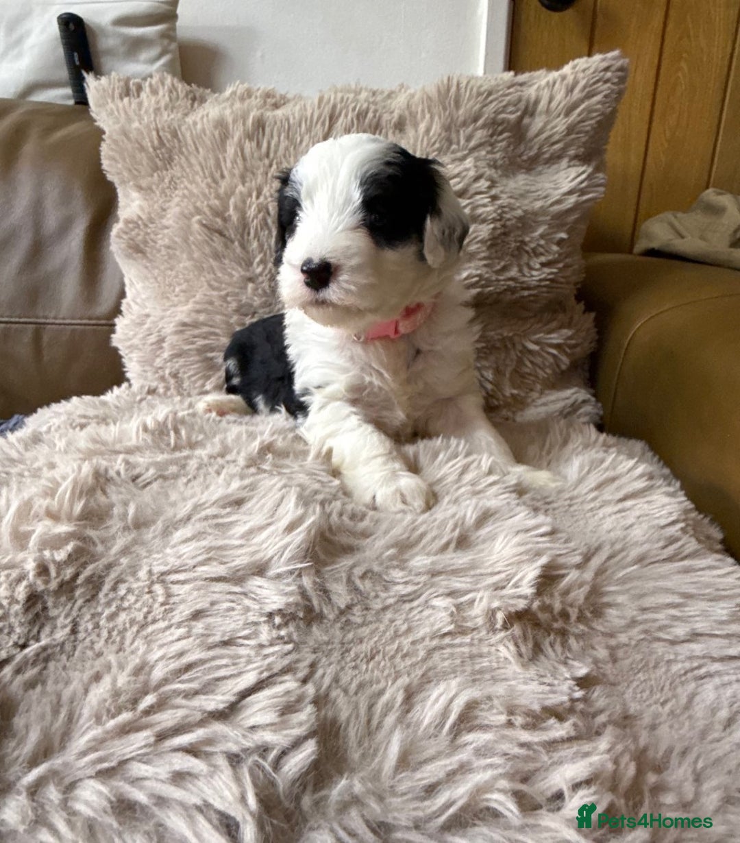 Mixed Breed dogs for sale: Golden Sheepadoodle Pups 3 Male 5 Female - Image 5