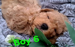 Shihpoo dogs for sale: Shihpoo Shih Tzu x Poodle (Shoodle) Puppies - Image 16