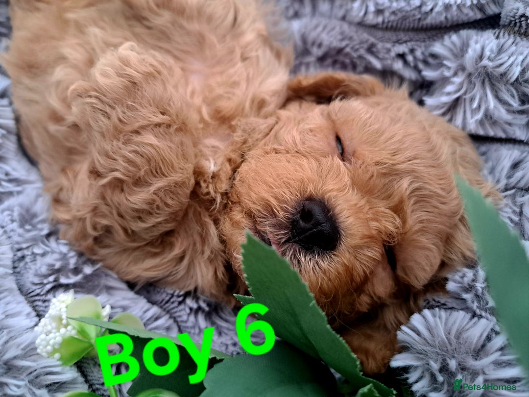 Shihpoo dogs for sale: Shihpoo Shih Tzu x Poodle (Shoodle) Puppies - Image 16